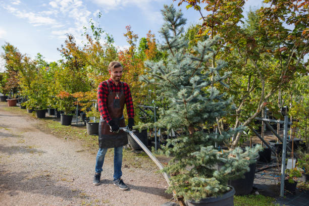 Trusted Burlington, NC Tree Service Experts